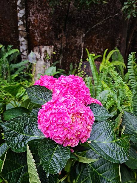 Close-up of vibrant pink hydrangea flower clusters surrounded by rich green leaves in a natural garden environment.