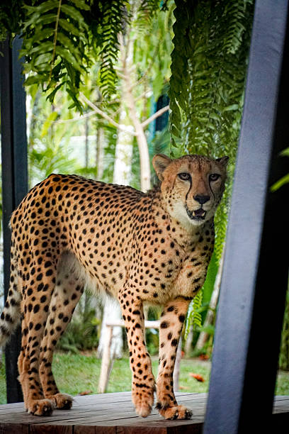 A cheetah standing alert under hanging green plants, looking directly toward the camera