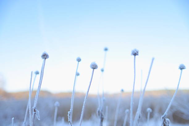 Macro einer Pflanze von Frost überzogen