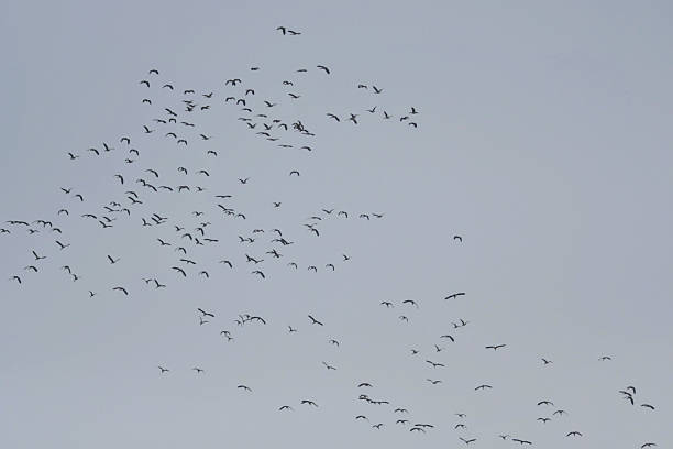 Common Cranes (Grus Grus) birds near a moor in Germany during migration season in autumn.