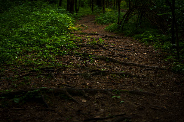 A dirt forest path winds through lush greenery with visible tree roots and dense foliage, creating a peaceful woodland hiking scene