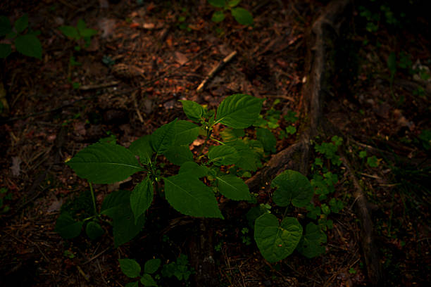 A small green plant grows on the forest floor among roots and soil, illuminated by soft natural light in a quiet woodland setting