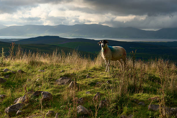 A colorful sheep stands on a grassy hill.
