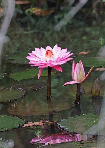 Nymphaea x rosea hybrid waterlilly flowering in shady pool.Mudumalai, Tamil Nadu, India.   November