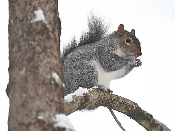 Squirrel eats nut from a man's hand in winter. Eurasian red squirrel, Sciurus vulgaris