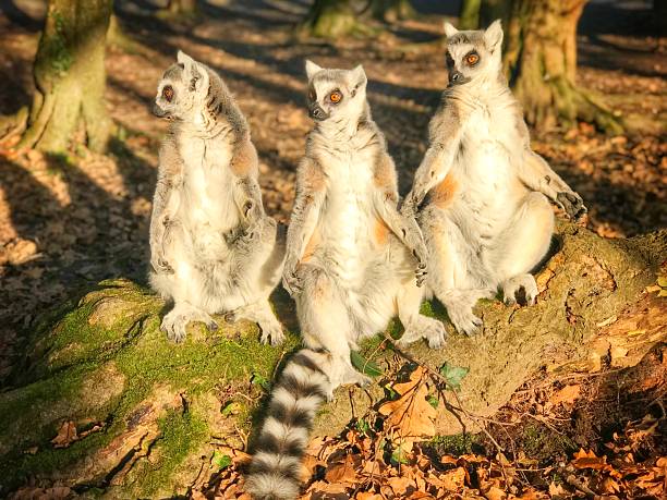 Three cute alert ring tailed lemurs sitting enjoying the sun