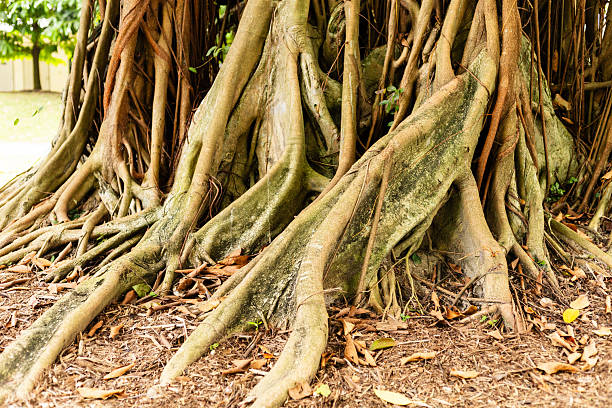 Thick roots extend on the ground under a large tree. The setting is a public park on a sunny day. Leaves scatter around the roots, creating a natural scene.