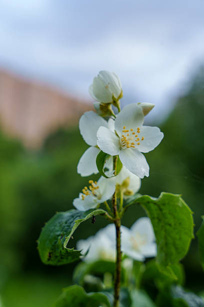 White jasmine flowers with yellow centers bloom among green leaves in a garden setting, softly lit for a delicate and tranquil floral scene