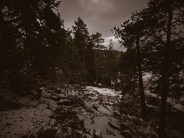 Deep Scandinavian forest captured in sepia tone during winter near Hammarsundet, Sweden. Snow-covered ground, pine trees and a moody sky create a silent and introspective atmosphere.