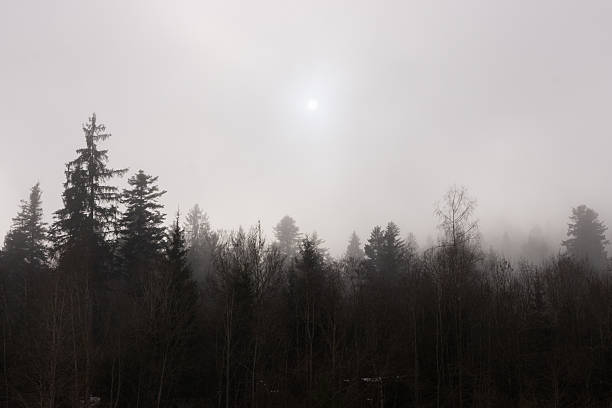 Forest in the foreground, sun seen through thick fog in the background