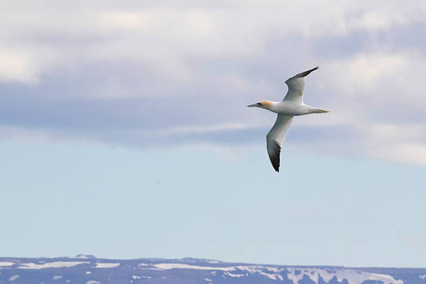 A lone seabird (gannet) gliding through a pale sky with distant snow-streaked mountains on the horizon. Minimal wildlife and nature image with generous copy space, ideal for travel, freedom, and conservation themes.