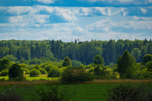 Lush green forest edge with scattered bushes and a grassy field in the foreground, under a blue sky with fluffy clouds. Peaceful summer countryside landscape