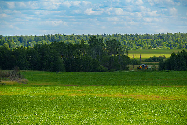 Wide green crop field bordered by a distant forest under a partly cloudy summer sky. Peaceful rural landscape with no people, showing farmland and natural vegetation
