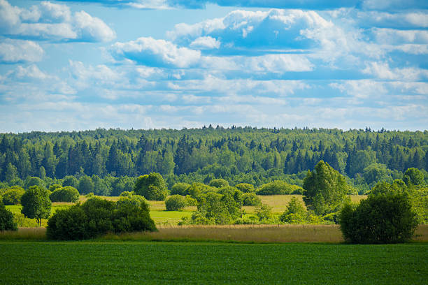 Wide green crop field bordered by a distant forest under a partly cloudy summer sky. Peaceful rural landscape with no people, showing farmland and natural vegetation