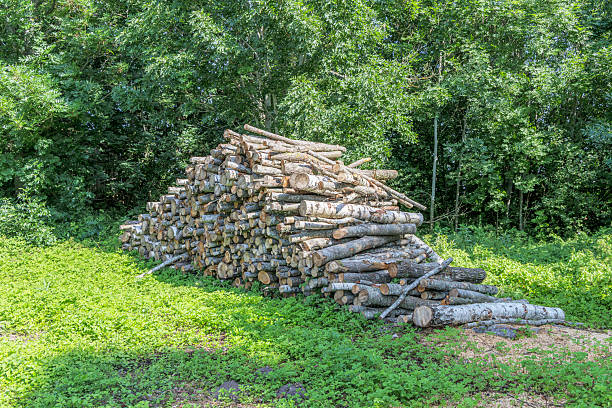 A massive pile of freshly cut birch logs resting on green grass against a lush forest background. Concept of timber industry, firewood supply, and forestry.