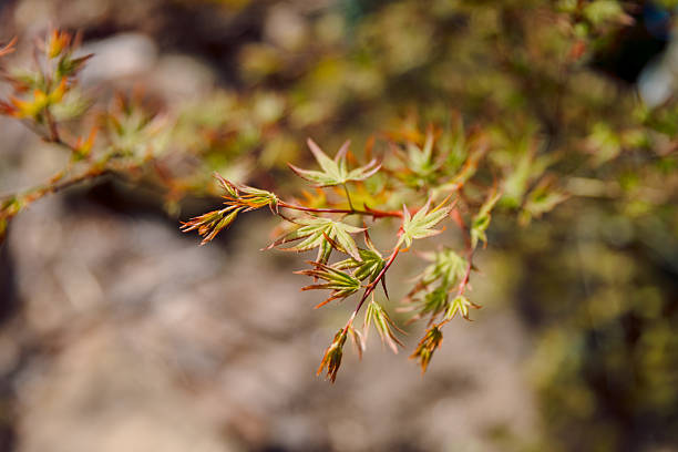 Acer palmatum. Japanese Maple foliage in spring time