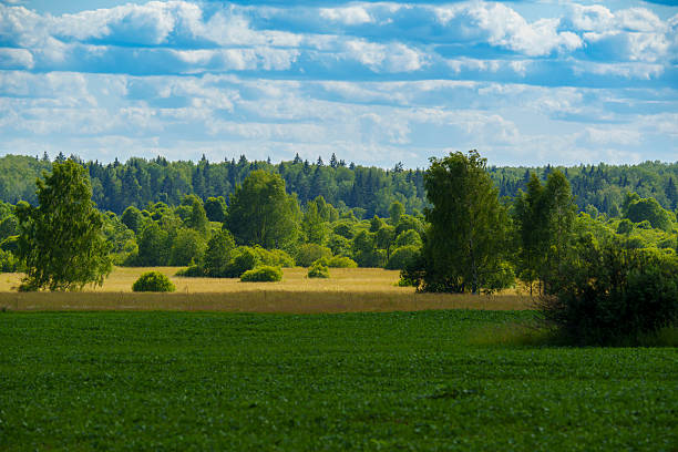 Wide green crop field bordered by a distant forest under a partly cloudy summer sky. Peaceful rural landscape with no people, showing farmland and natural vegetation