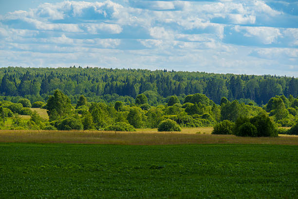 Wide green crop field bordered by a distant forest under a partly cloudy summer sky. Peaceful rural landscape with no people, showing farmland and natural vegetation