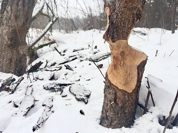 Tree trunk gnawed by beavers in a winter forest. Visible signs of wildlife activity and natural animal behavior.