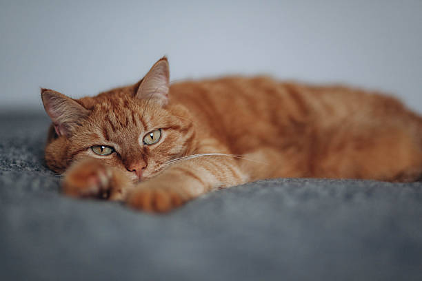The ginger cat is sleeping on the bed.