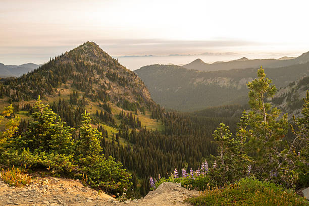 Scenery from Sourdough Ridge Trail, Sunrise Point, Mt Rainier National Park, Washington, USA
