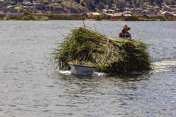 Los Uros, Puno, Peru - January 13, 2026: Transporting totora reeds by boat, Lake Titicaca
