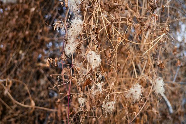 Delicate, fluffy white seed clusters hang from a slender branch, softly illuminated against a blurred winter background. The intricate details and muted tones create a serene and atmospheric natural scene.