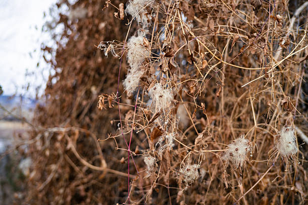 Selective focus on foreground vines with balls of cotton on overcast day in winter.