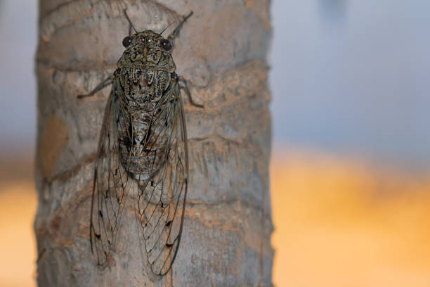 Close up of large cicada insect sitting vertically on palm tree trunk during hot mediterranean summer. wild animal detailed macro portrait for environmental study concepts.