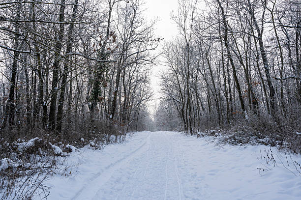 A perspective view of a snow covered footpath through the forest close to Uden in the Netherlands