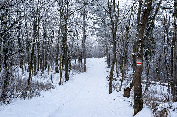 A snow-covered hiking trail winds through a quiet winter forest surrounded by bare trees. A red and white trail marker painted on a tree indicates a marked route, adding direction to the peaceful woodland landscape.