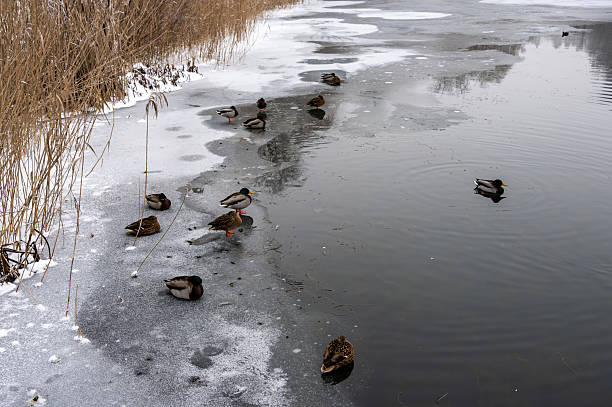 A group of ducks standing and swimming along the edge of a partially frozen lake during winter. Snow-covered ice, calm water, and dry reeds create a quiet seasonal wildlife scene in a natural park in Veszprém.