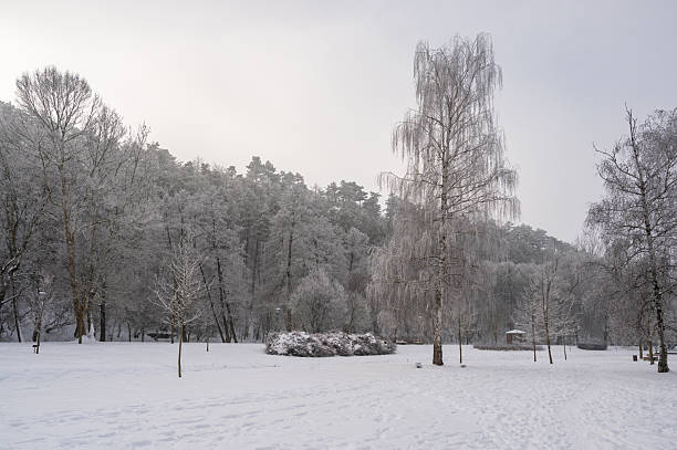 Picturesque landscape with snow-covered trees in the city park. Beauty of winter season.