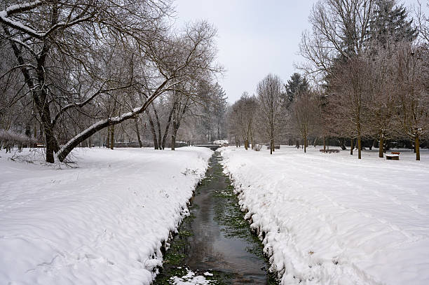 Winter background with plants