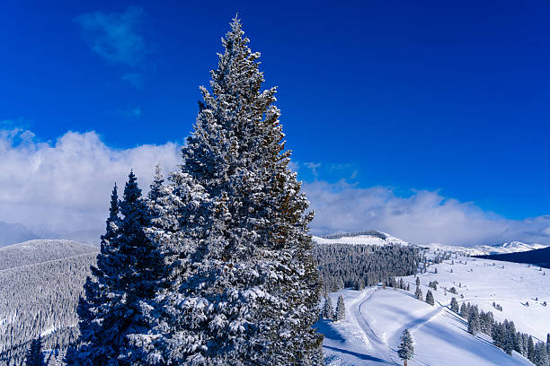 Vail, Colorado from mountain looking toward the Gore Range with fresh snow on trees and cut ski runs through forest. Scenic winter wonderland travel destination.