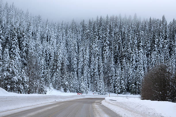 A snow-covered road curves through a dense conifer forest, trees covered with fresh snow, winter landscape, natural daylight.