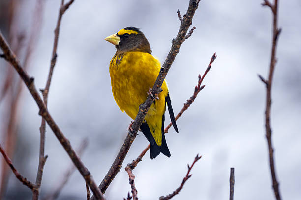 A male Evening Grosbeak perched on the tree searching for food during the harsh winter of Maine.
