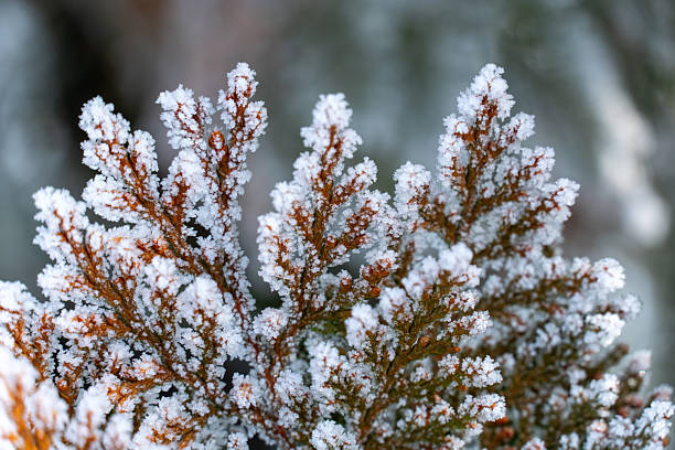 Frozen branches on wintergreen trees - winter close-up