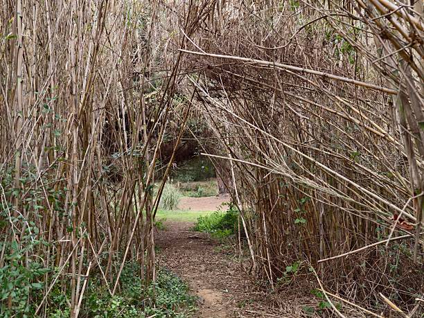 Winding Reed Tunnel With Dirt Path, Framed By Bent Dry Stems And Tangled Undergrowth, Soft Green Moss At Base,