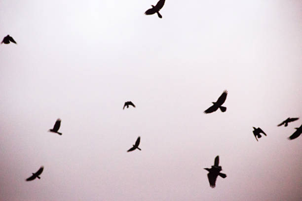 Flying crows hi-res texture for designers works - abstract photo texture of the real crows on the white sky background for adding and editing as background layer in the multiply regime