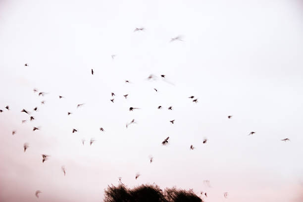 Blurred. Huge number of black crows fly against the background of a beautiful sunset, nightfall