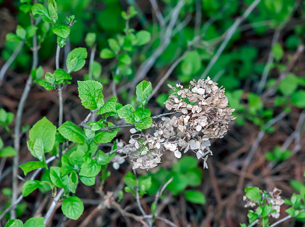 Selective focus of Hydrangea Arborescens flower bushes in garden. White hydrangea, or smooth hydrangea, is a species of flowering plant in the Hydrangeaceae family.