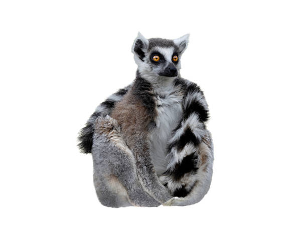 male lemur filmed in a zoo in their natural habitat isolated on white background