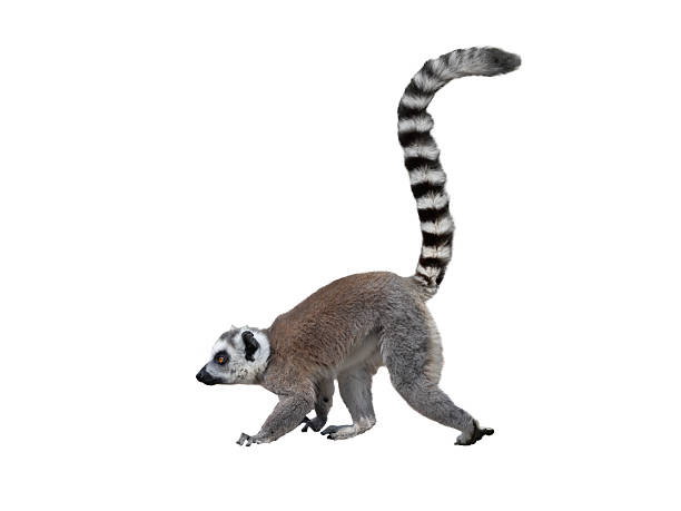 Walking Lemur with raised tail  filmed in a zoo in their natural habitat isolated on white background