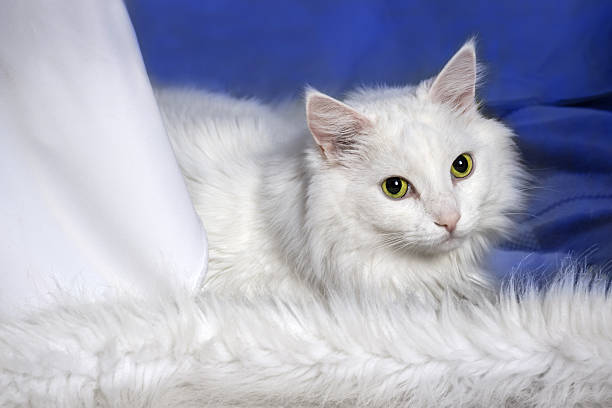 White Scottish cat head at curtain looking away with curious and amazed interested emotion expression.