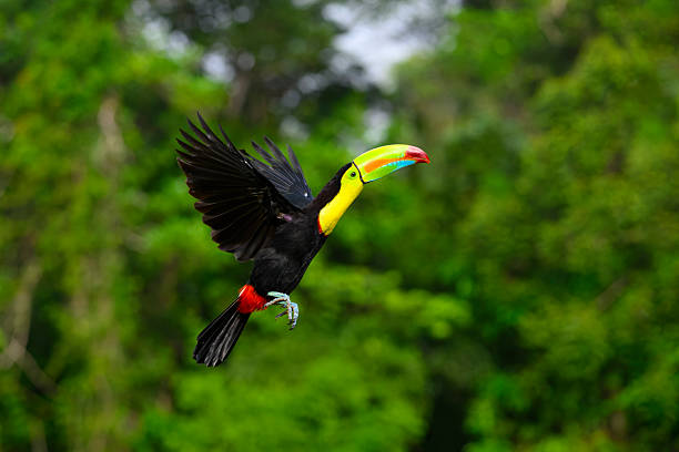 Keel-billed toucan, ramphastos sulfuratus. Beautiful multicolored bird in Central America. The keel-billed toucan is a threatened species.