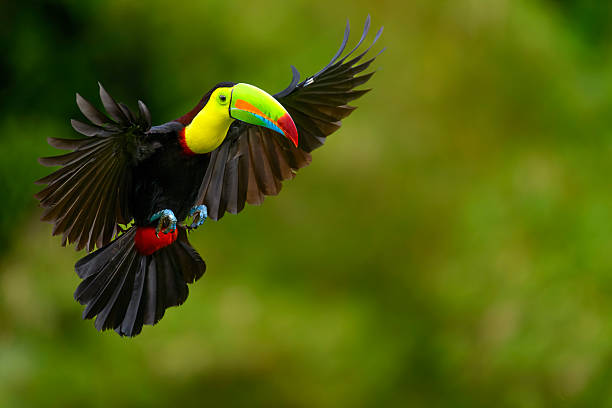 Keel-billed toucan, ramphastos sulfuratus. Beautiful multicolored bird in Central America. The keel-billed toucan is a threatened species.
