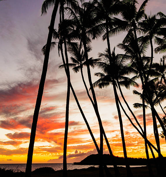 Silhouetted palm trees against a colorful sky. Montego Bay, Jamaica