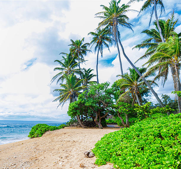 Palm Trees on Kumimi Beach at George Murphy Beach Park, Molokai, Hawaii, USA