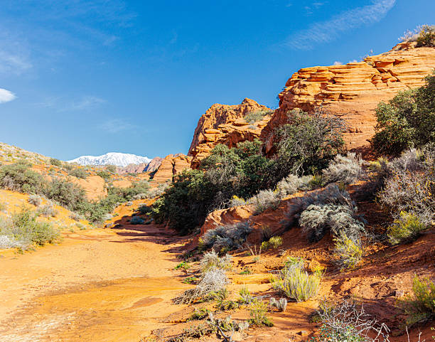 Red Rocks And Snow Capped Signal Mountain Along Bone Wash, Red Cliffs Desert Preserve, Utah, USA